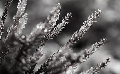 冬の草花の写真